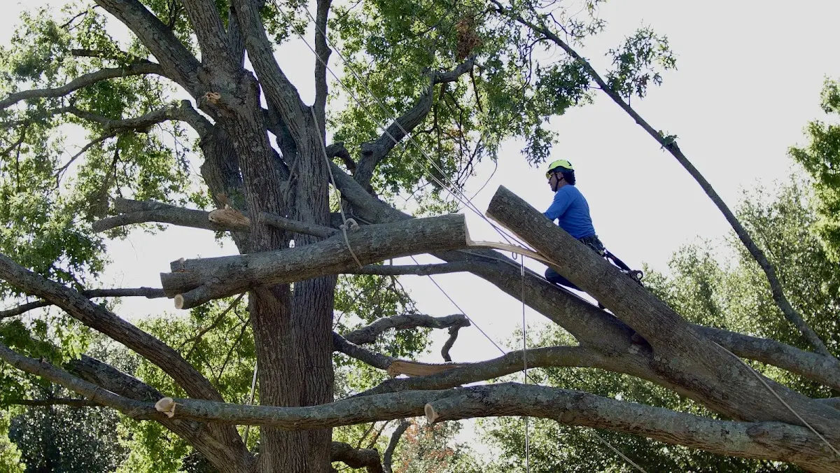 Professional Hazardous Tree Removal performed by certified arborists in Marston